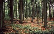 Gut Trechow, Wald, Jagd